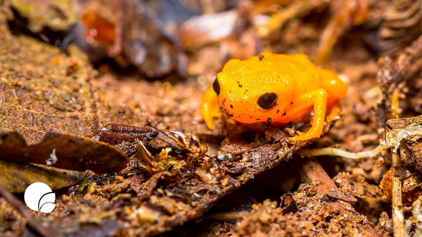 Rana, Brachycephalus ephippium, Universidad del Sur de Illinois Edwardsville, 2023.