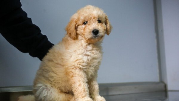 Foto: Mascotas en Año Nuevo 2024.