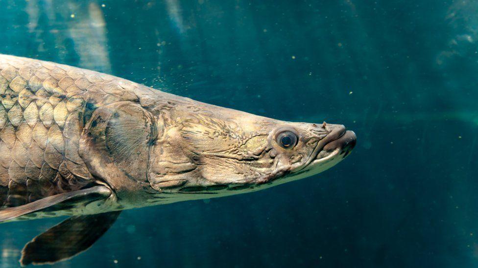 Cabeza de un paiche nadando en un río