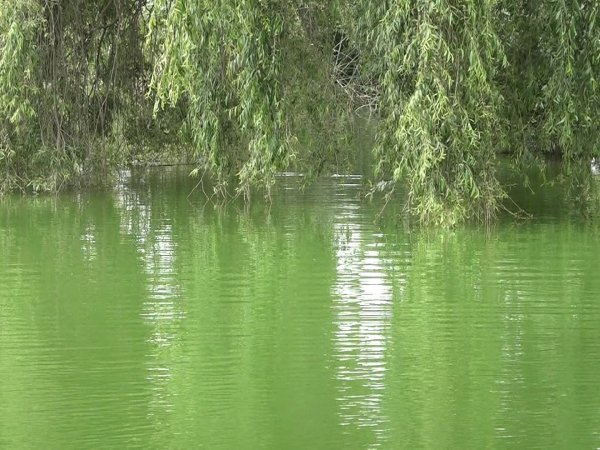 Alerta por color del agua en laguna Lo Méndez