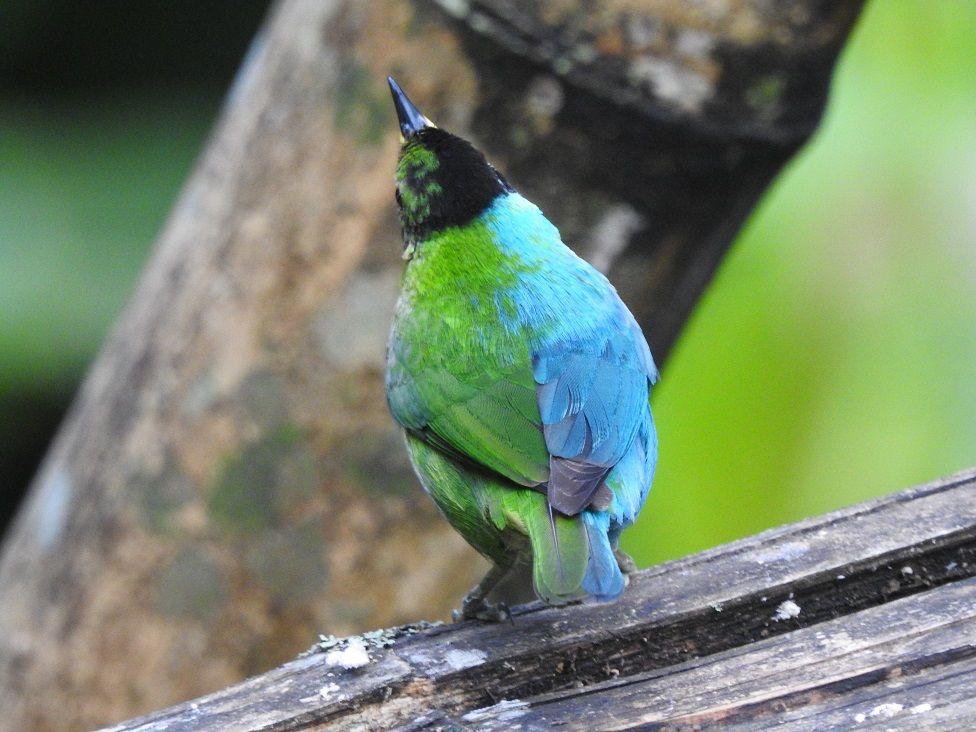 El ave con el plumaje de la parte derecha de color azul y la parte izquierda verde