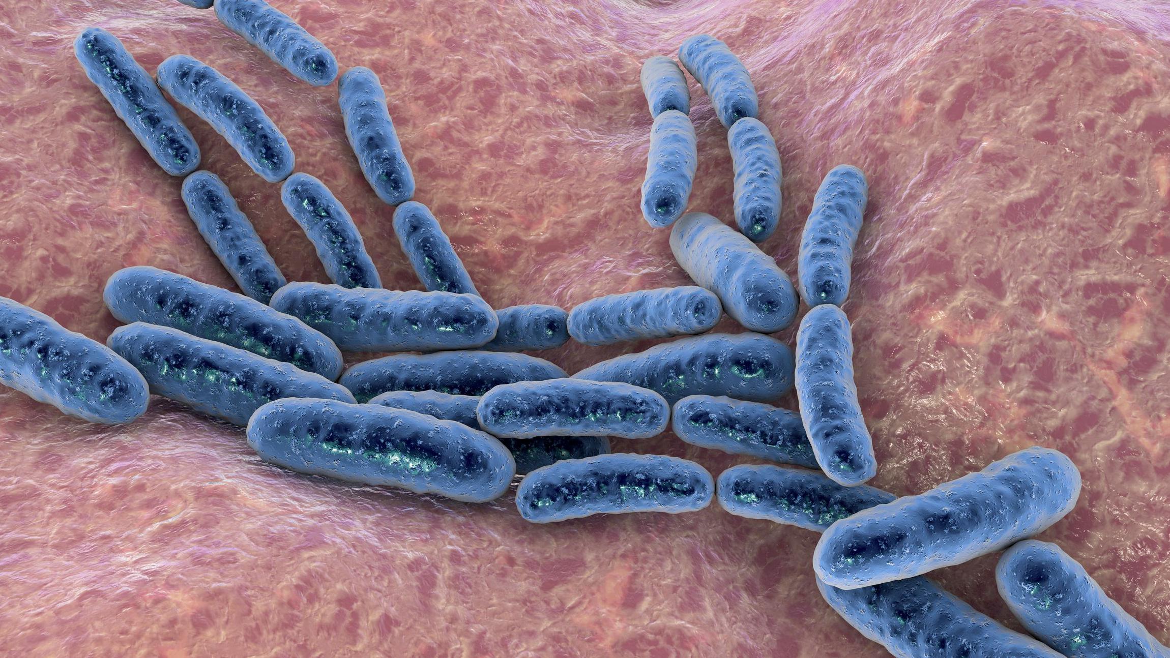 Bacterias intestinales