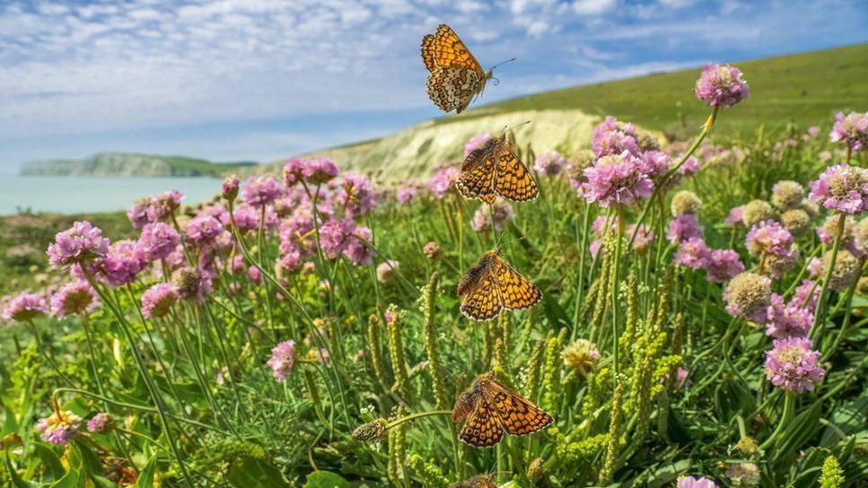 Secuencia fotográfica de una mariposa doncella punteada 