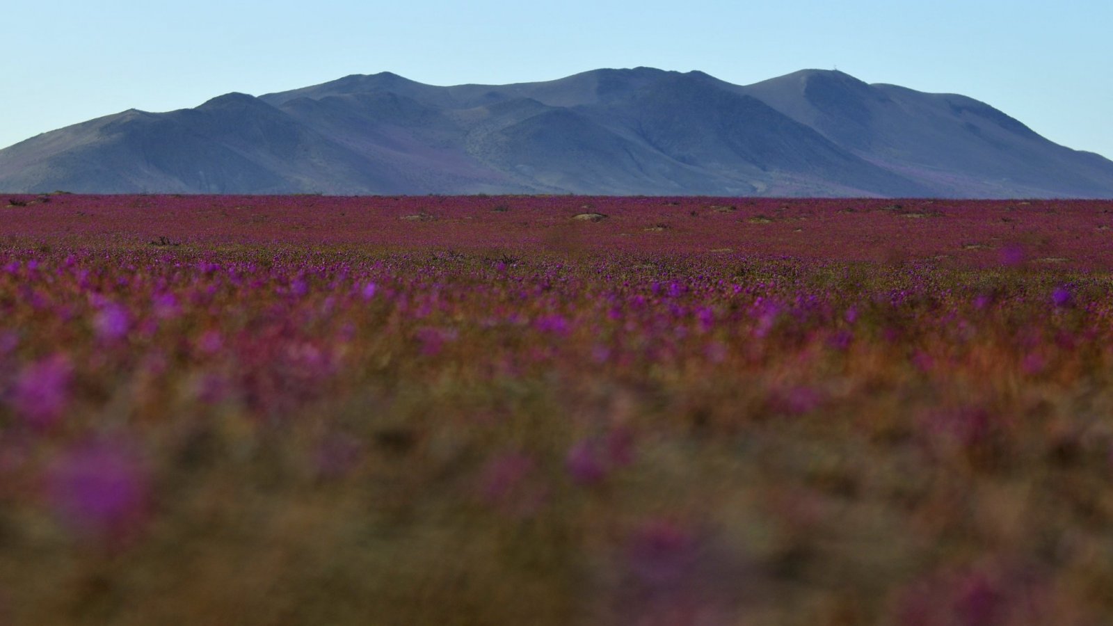 Desierto de Atacama