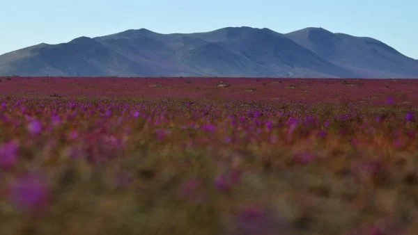 Desierto de Atacama