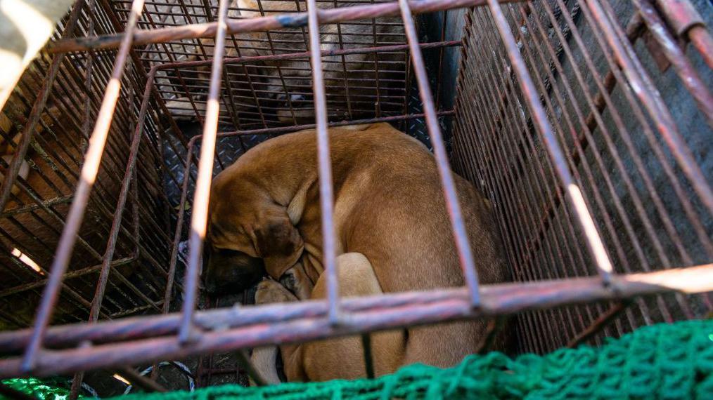 Un perro en una jaula.