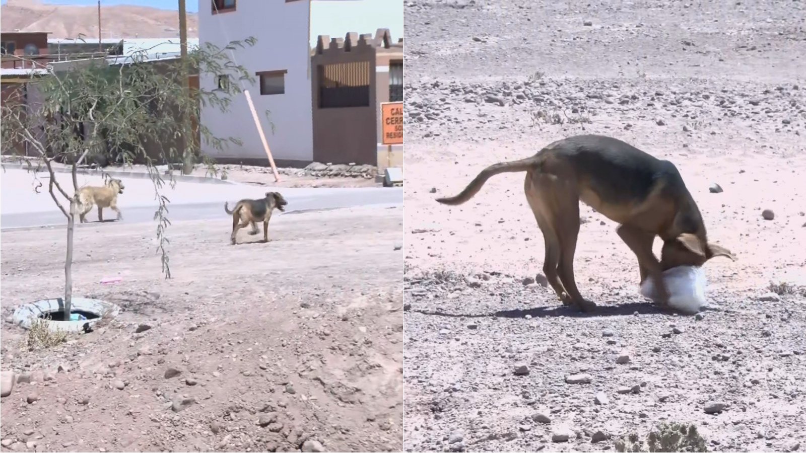 Descartan aplicar eutanasia a perros callejeros de San Pedro de Atacama