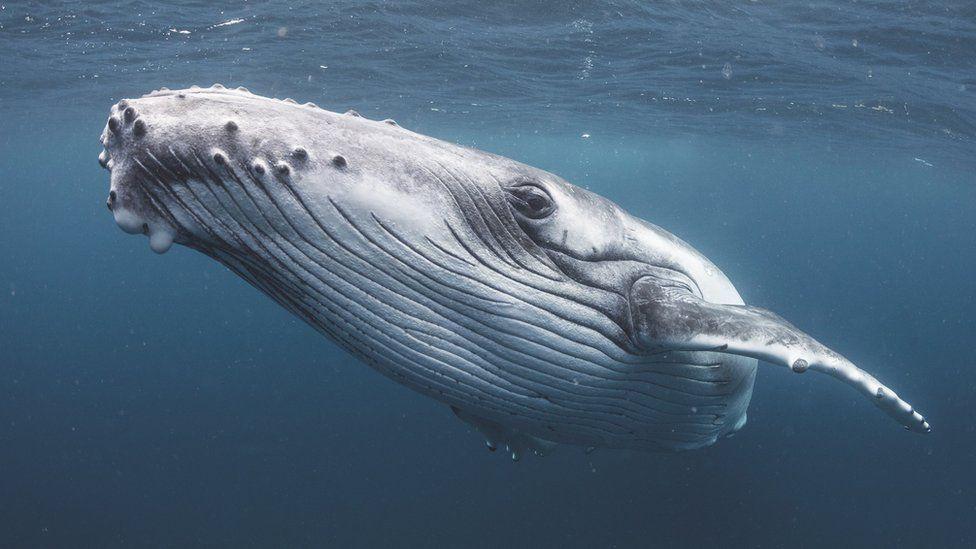 Una ballena jorobada