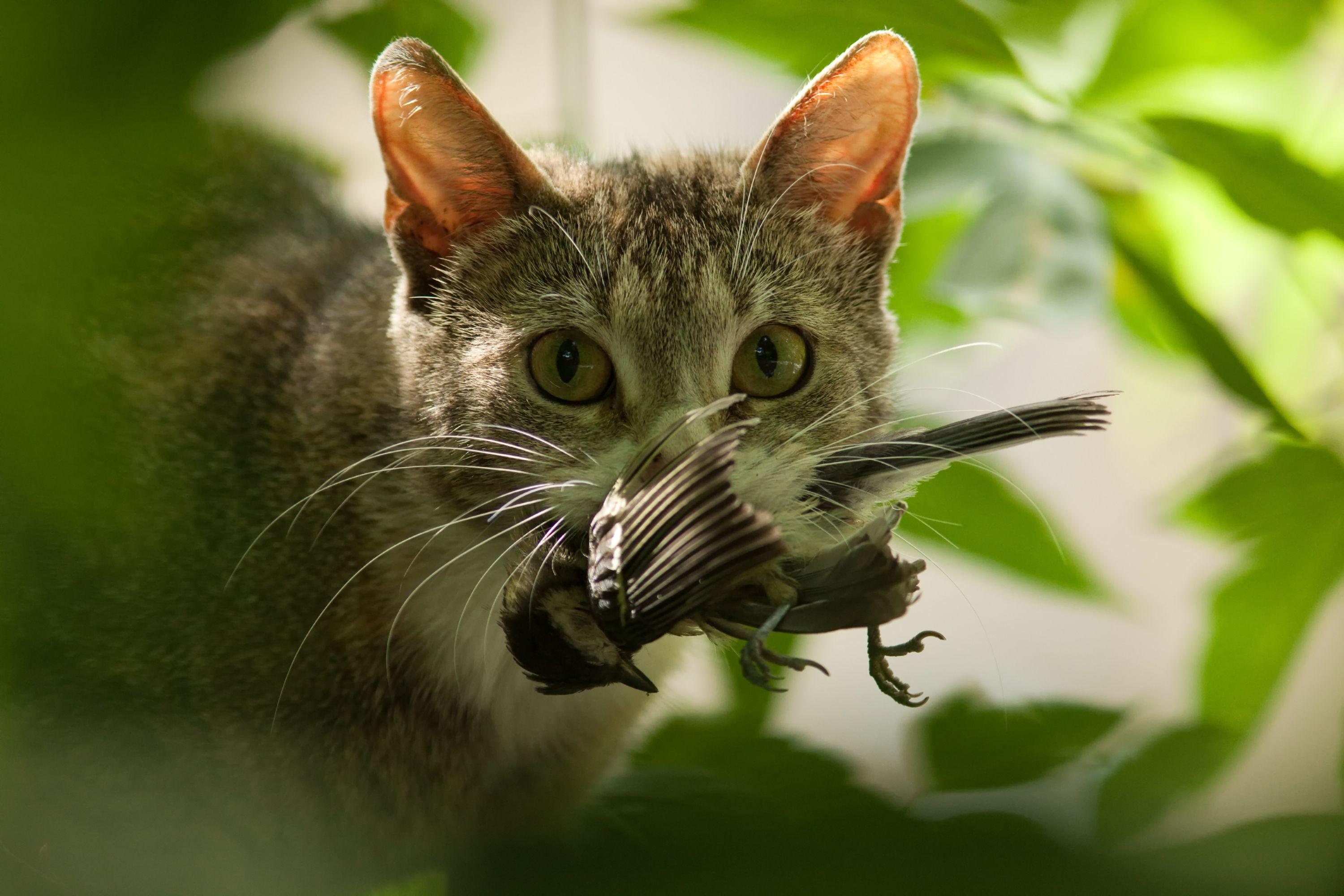 Un gato casero