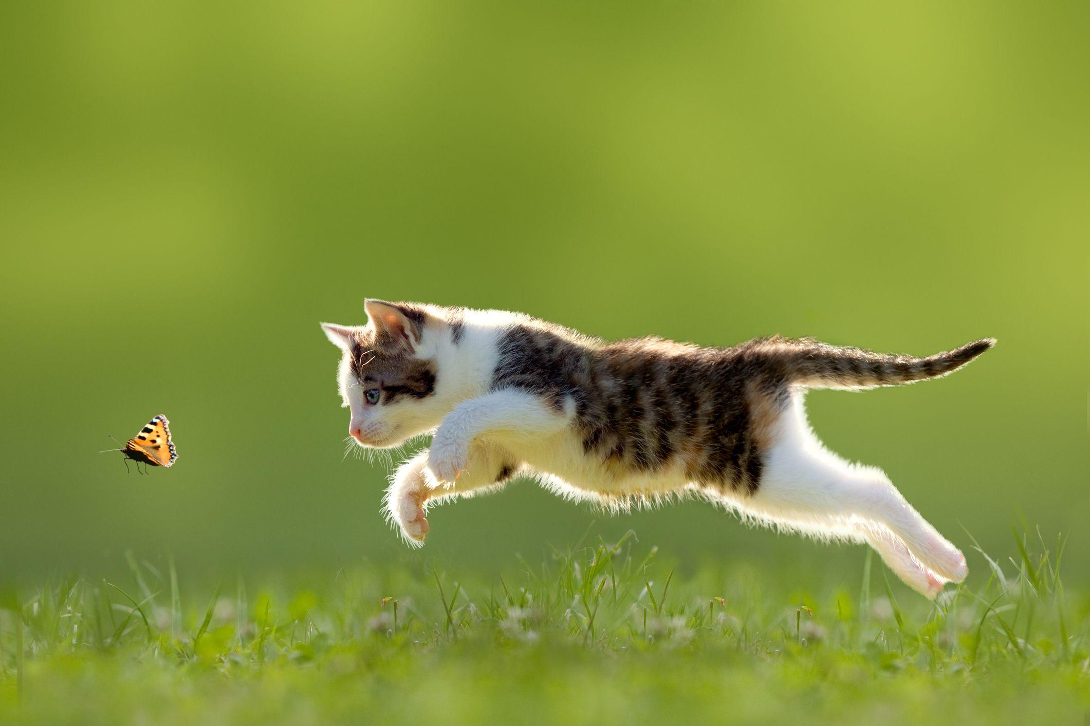 Un gato persigue una mariposa