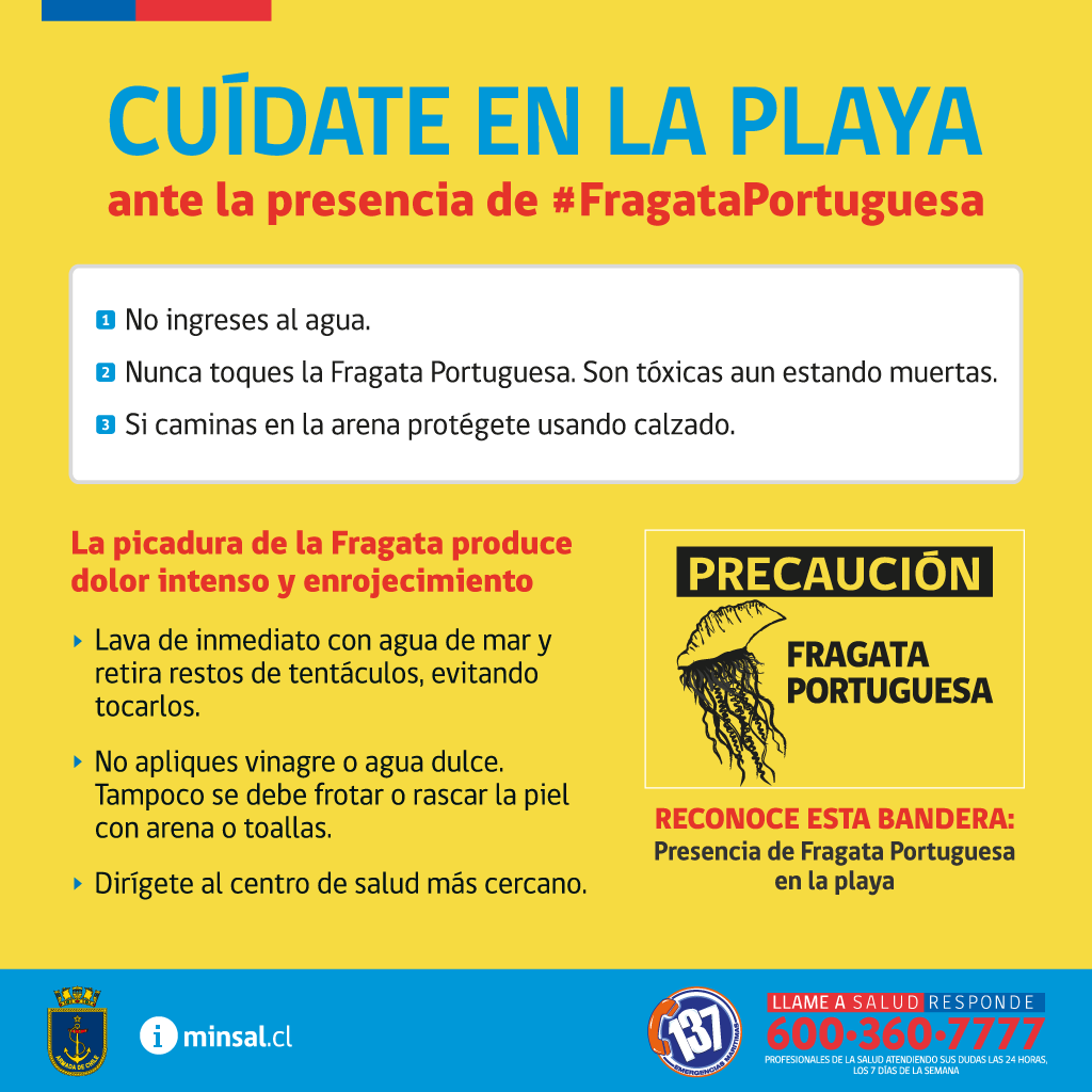 Fragata portuguesa: ¿Qué hacer en caso de picadura?