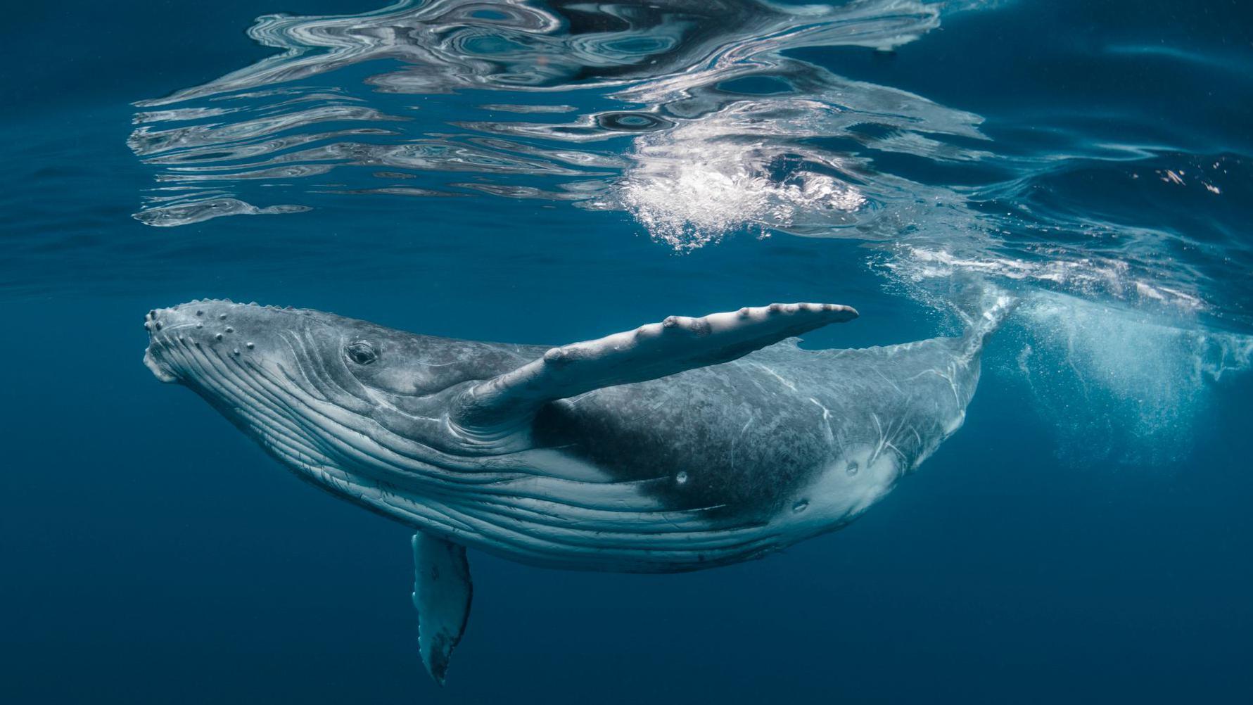 Ballena en el mar.