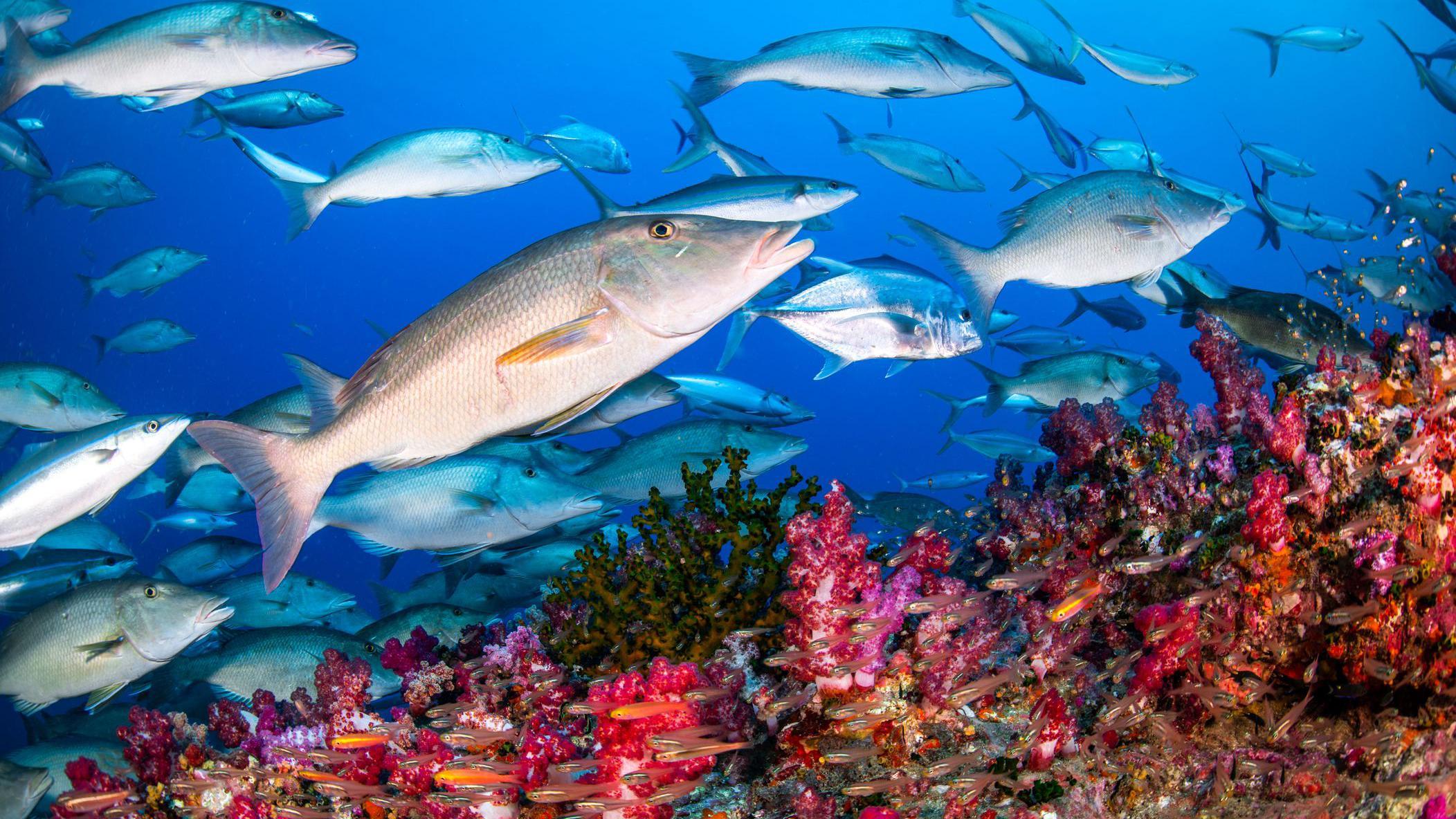 Peces en el mar.