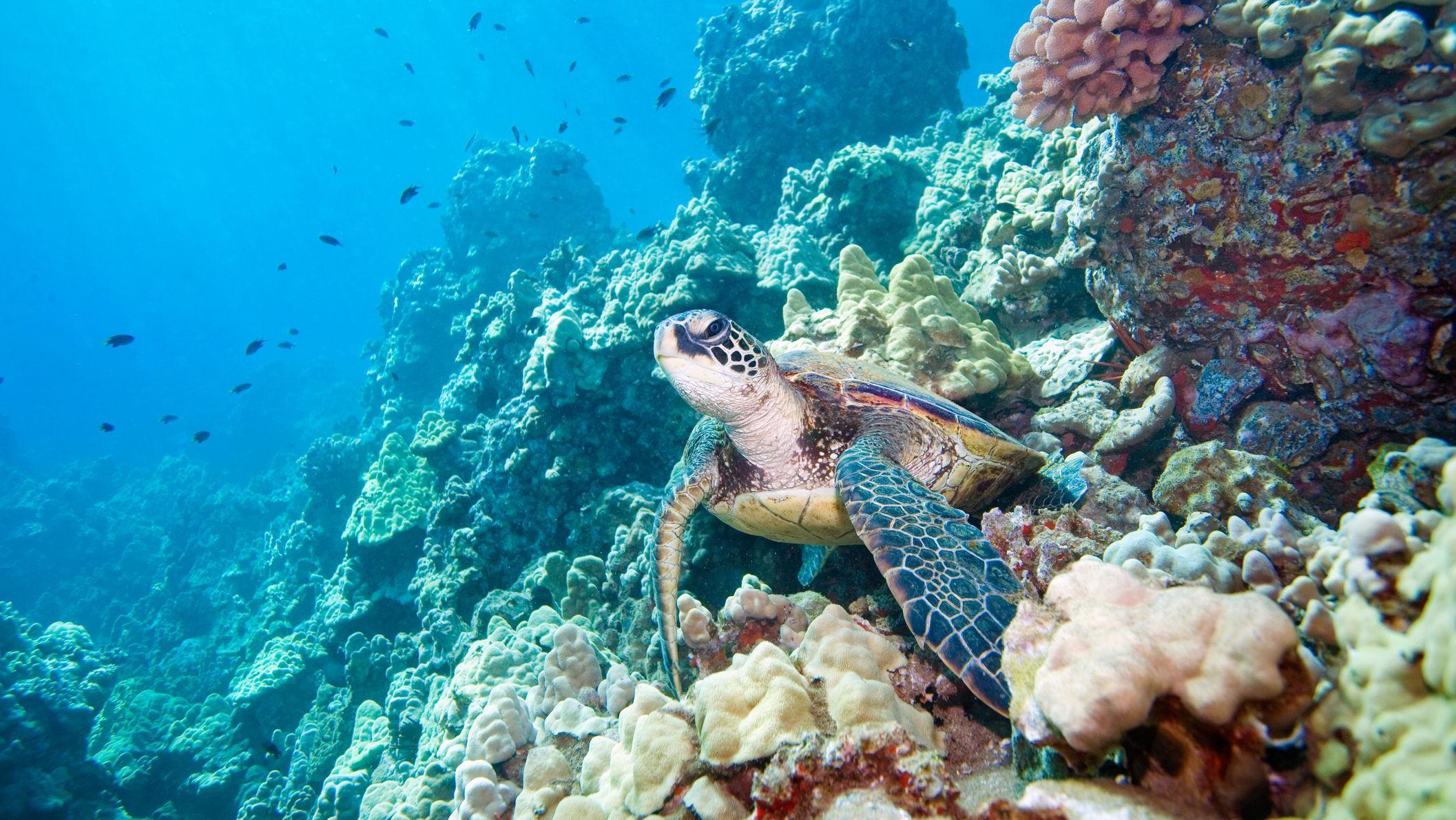 Tortuga marina en el mar. 