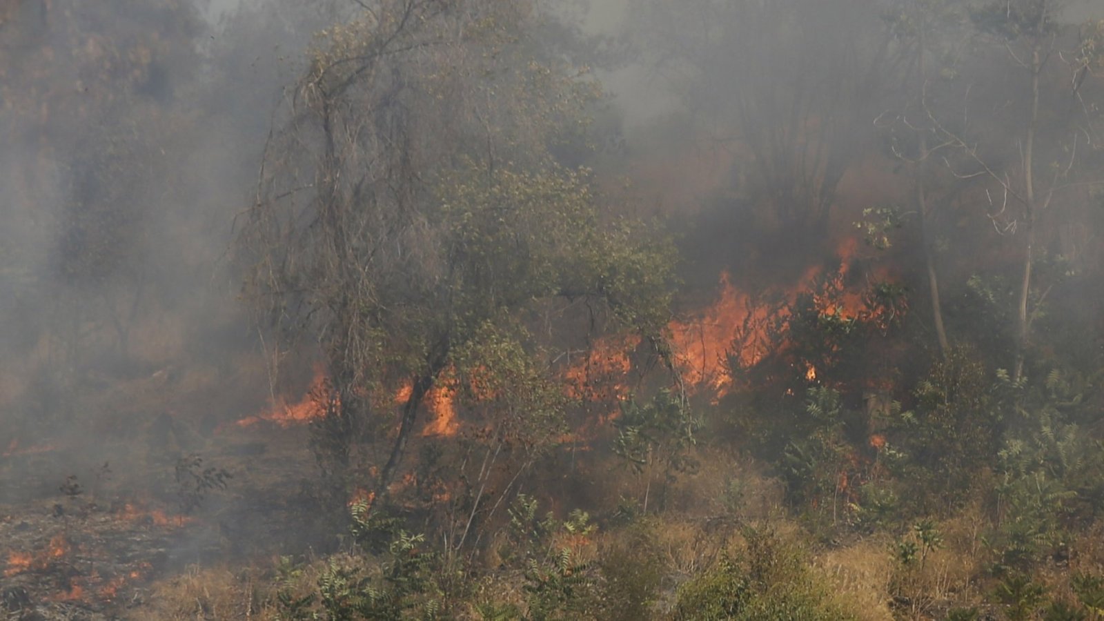 Piden evacuar diversos sectores de la comuna de San Javier por incendio forestal