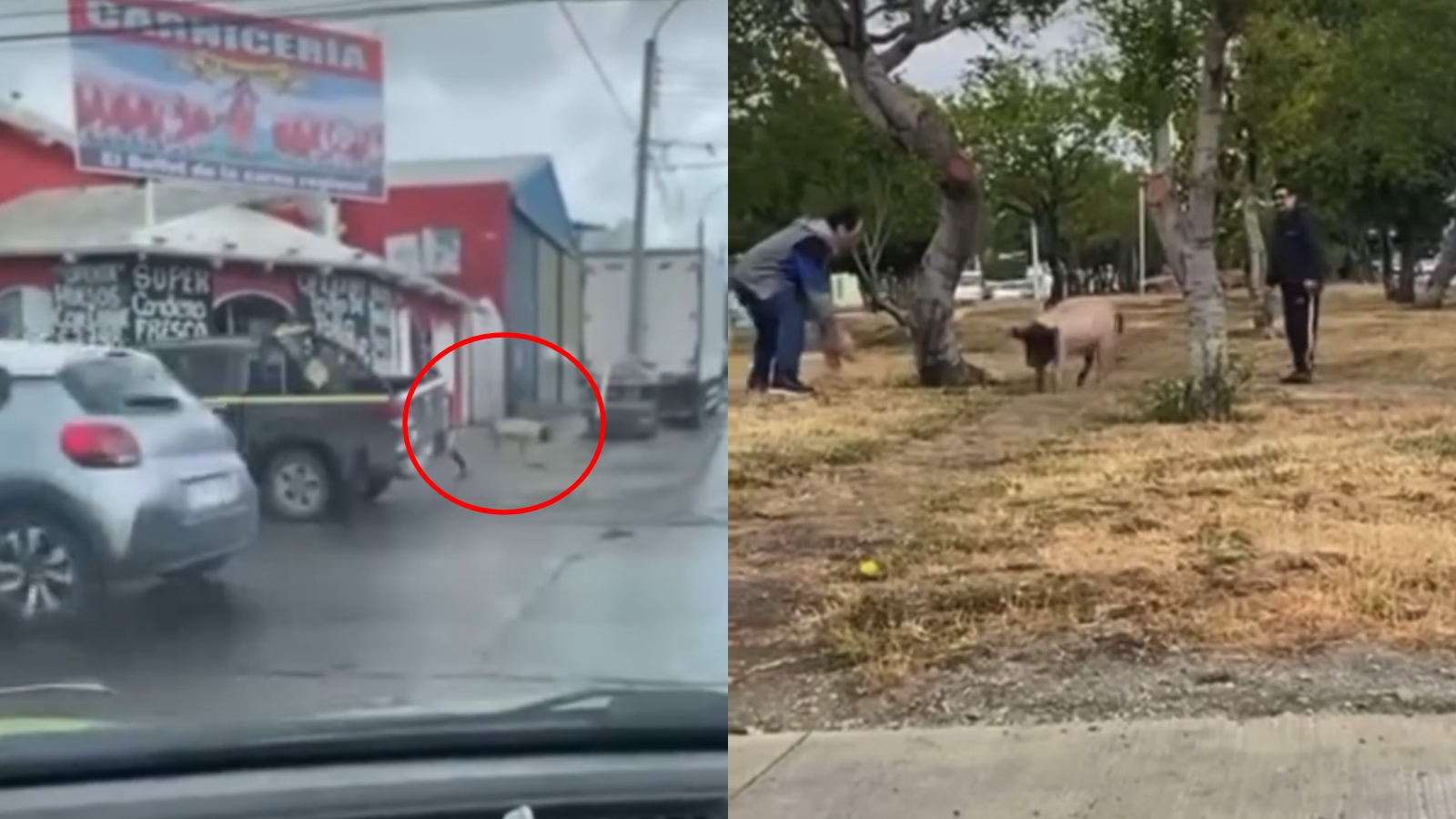 Video viral cerdo Punta Arenas