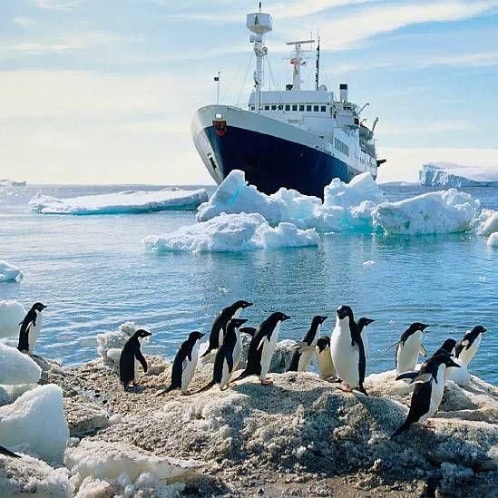 Un crucero frente a una colonia de pingüinos