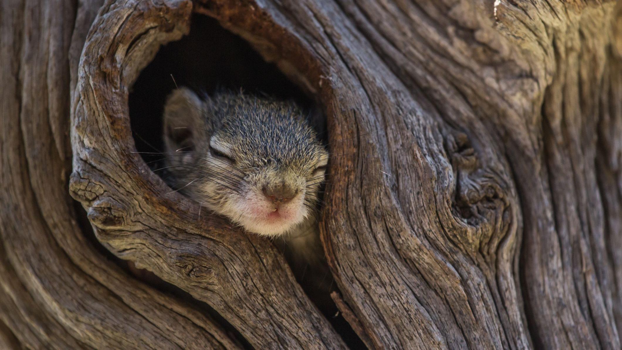 Un animal durmiendo en un tronco