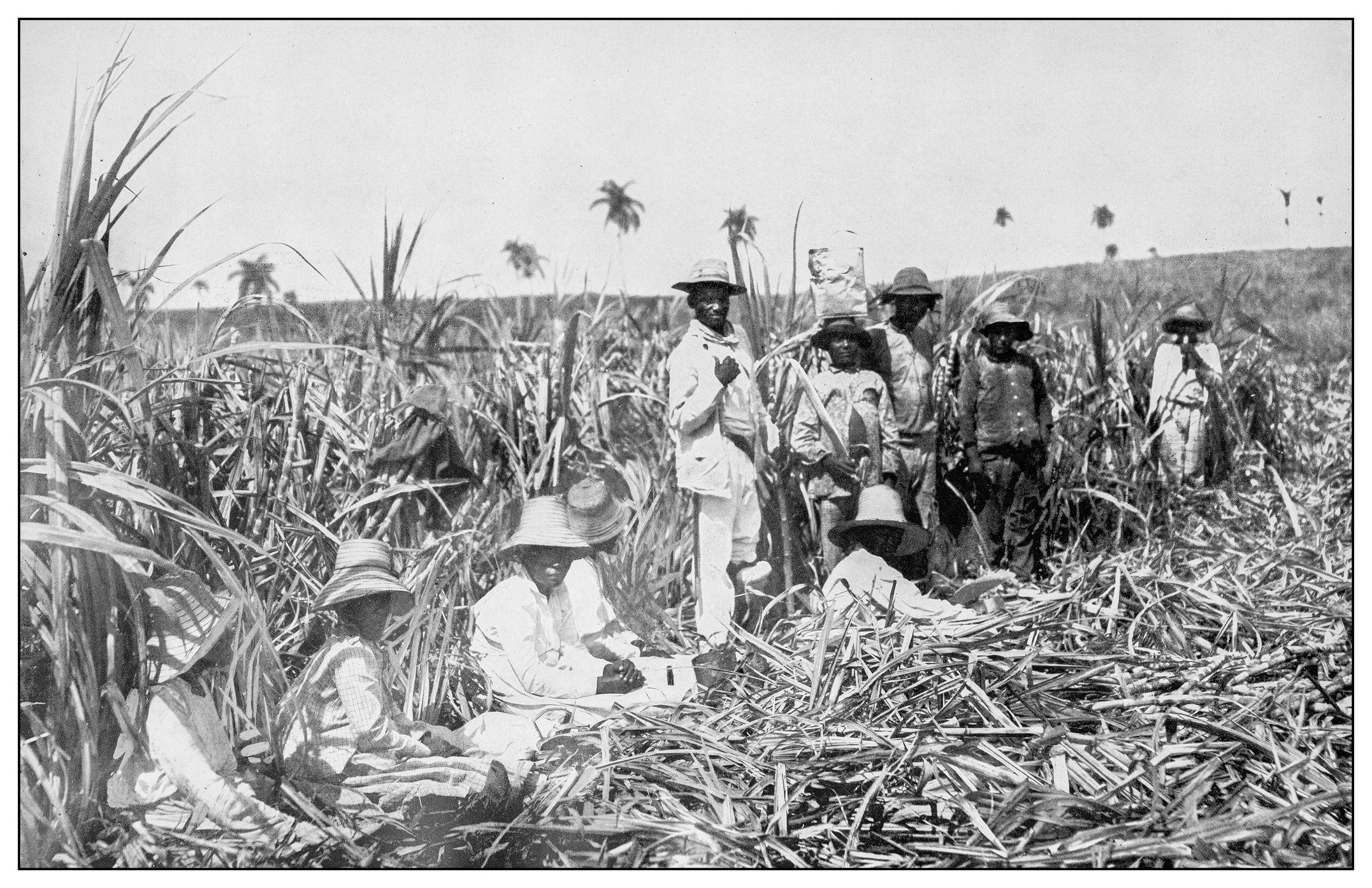 Trabajadores negros en un campo de caña de azúcar en Cuba. Fotografía sin fecha.