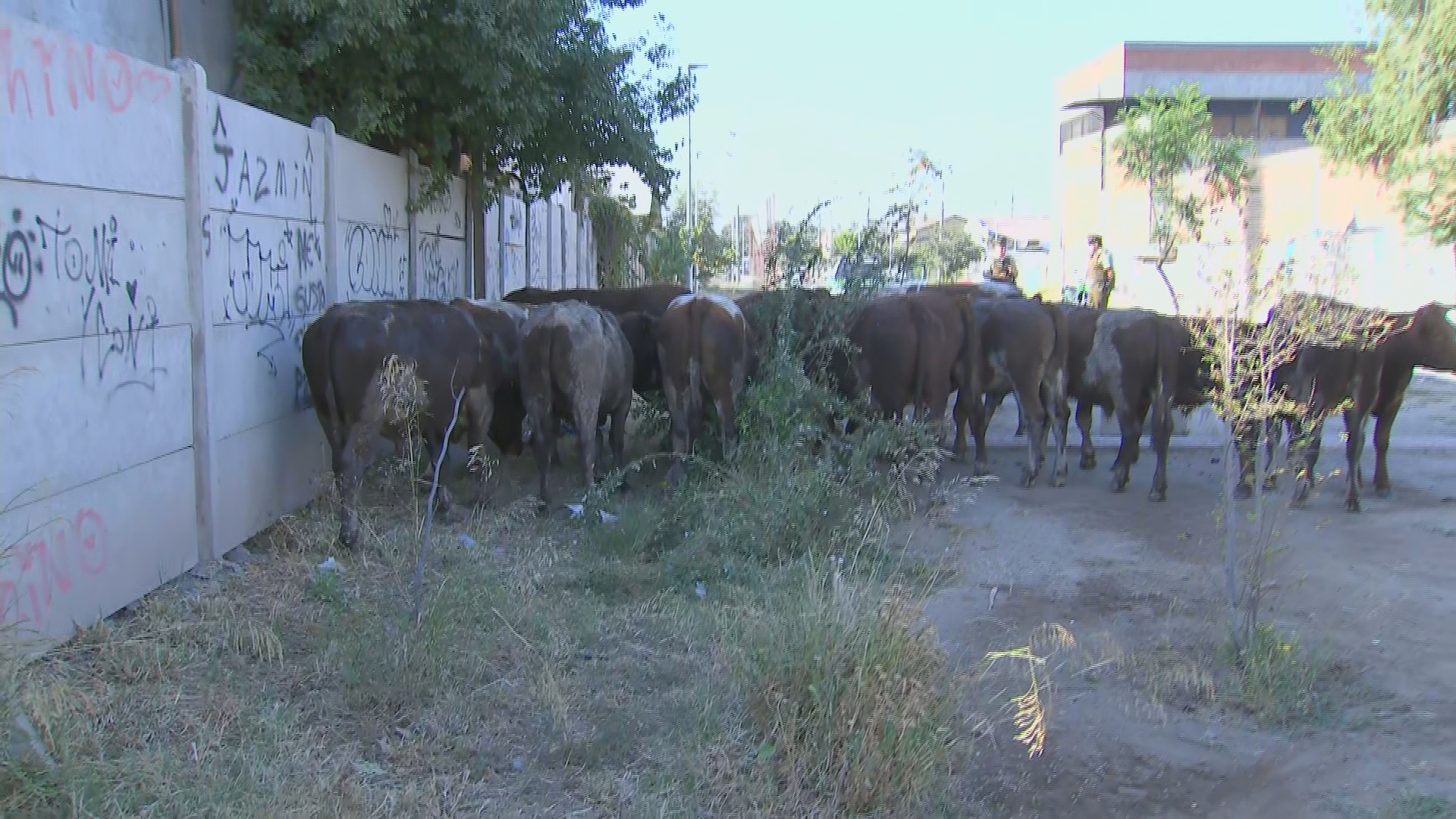 Vacas perdidas en Santiago.