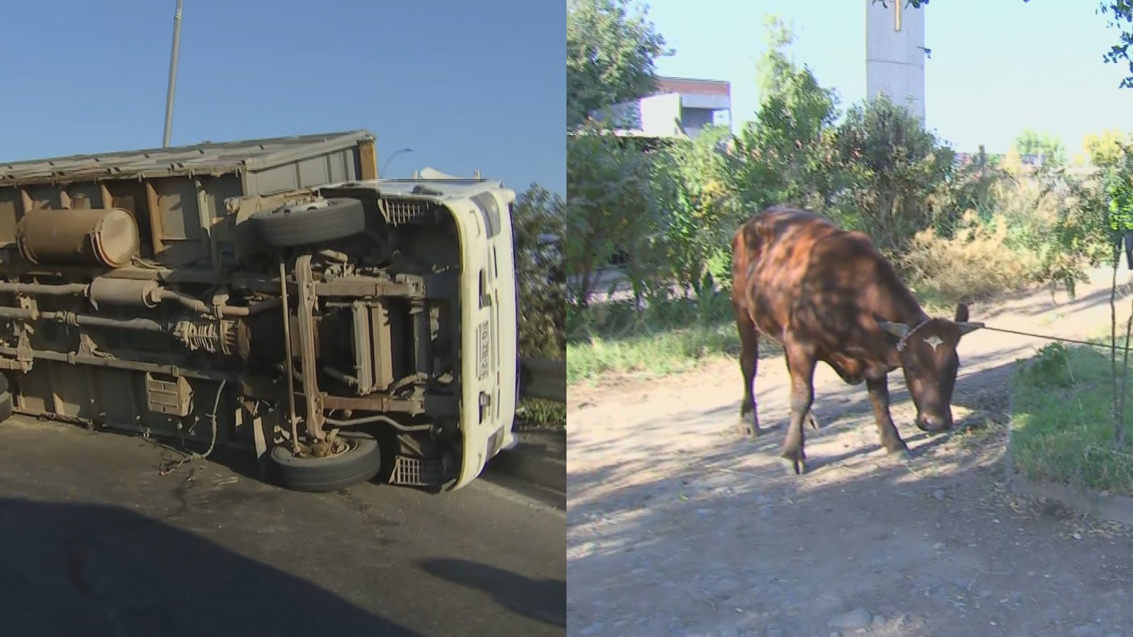 Camión vuelca con vacas.
