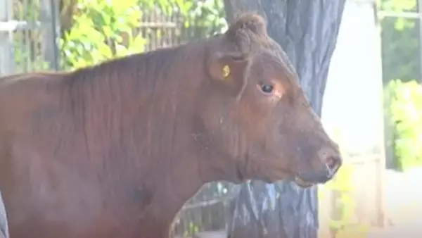Vaca robada.