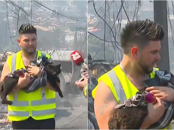 Rescate de gato de los incendios.