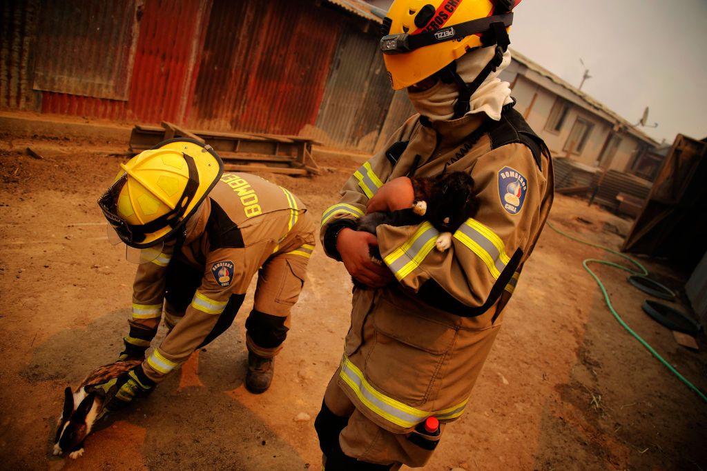 Bomberos rescatan a unos conejos.