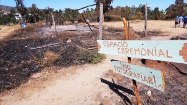 Jardín Botánico de Viña del Mar confirma 90% del parque quemado