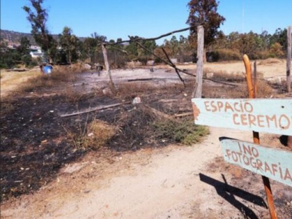 Jardín Botánico de Viña del Mar confirma 90% del parque quemado