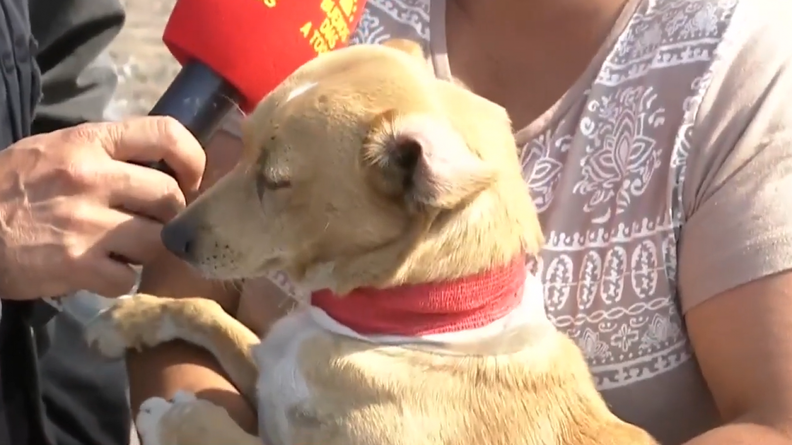 Perro ayudó a resguardar a su dueño durante incendio en Pompeya