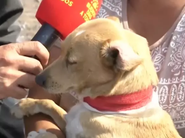 Perro ayudó a resguardar a su dueño durante incendio en Pompeya