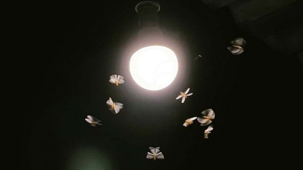 Polillas, Luz, 2024.