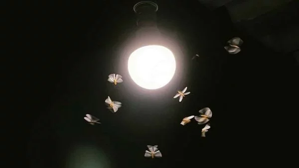 Polillas, Luz, 2024.