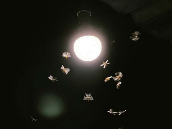 Polillas, Luz, 2024.