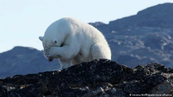 Veranos más largos podrían acabar con los osos polares