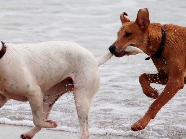 Perros mueven colas, Chile, 2024.