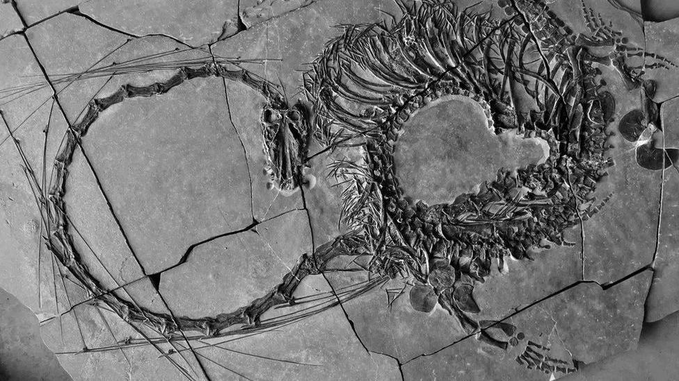 Dragon en un fosil