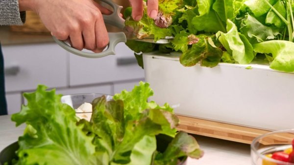 WeFarm, Chile, 2024.