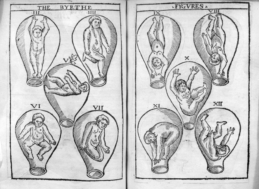 Ilustración de úteros fecundados.