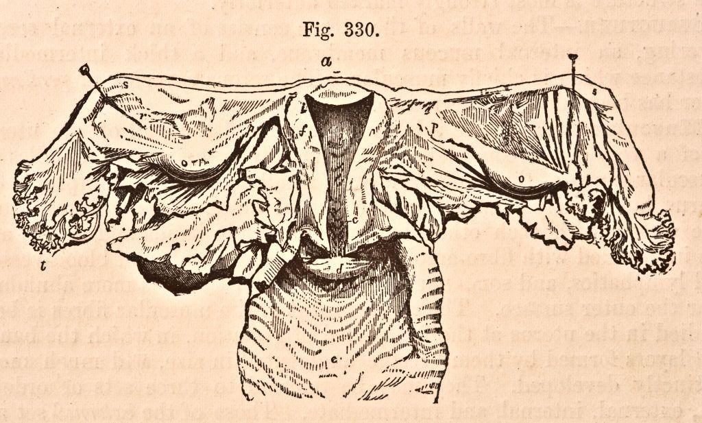 Ilustración de un útero.