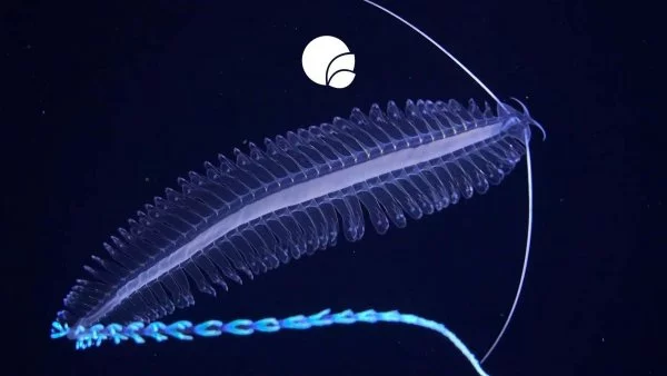 Expedición nave Falkor, cordillera submarina Nazca-Salas y Gómez, Chile, 2024.