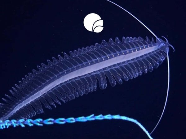 Expedición nave Falkor, cordillera submarina Nazca-Salas y Gómez, Chile, 2024.