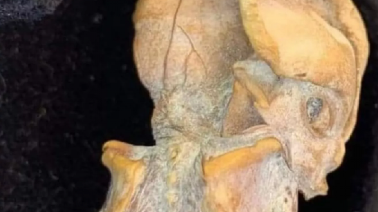 Descubren extraño feto momificado: terorías apuntan a un humano antiguo o un alienígena