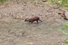 Ciervo enano en un río