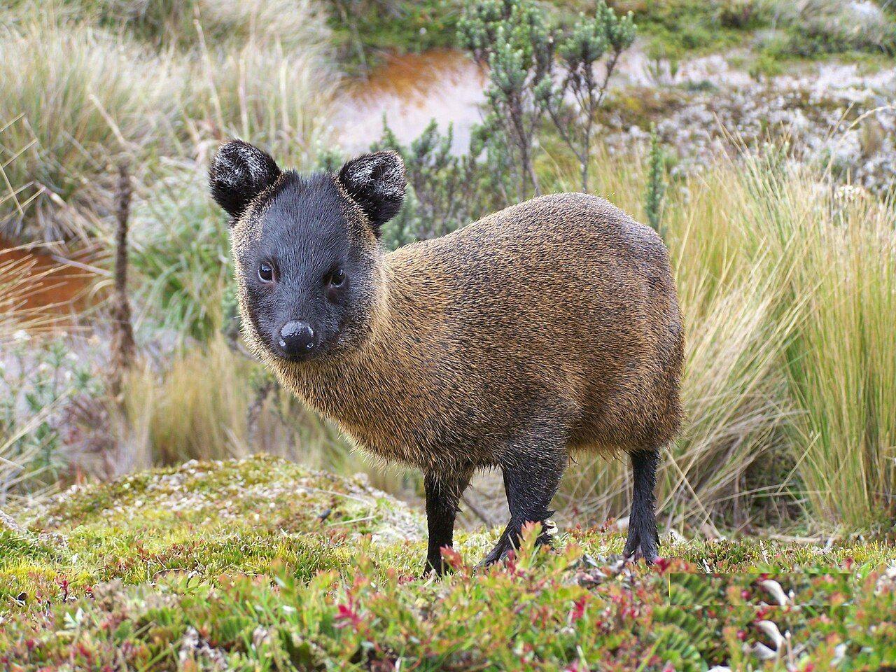 Pudú del norte