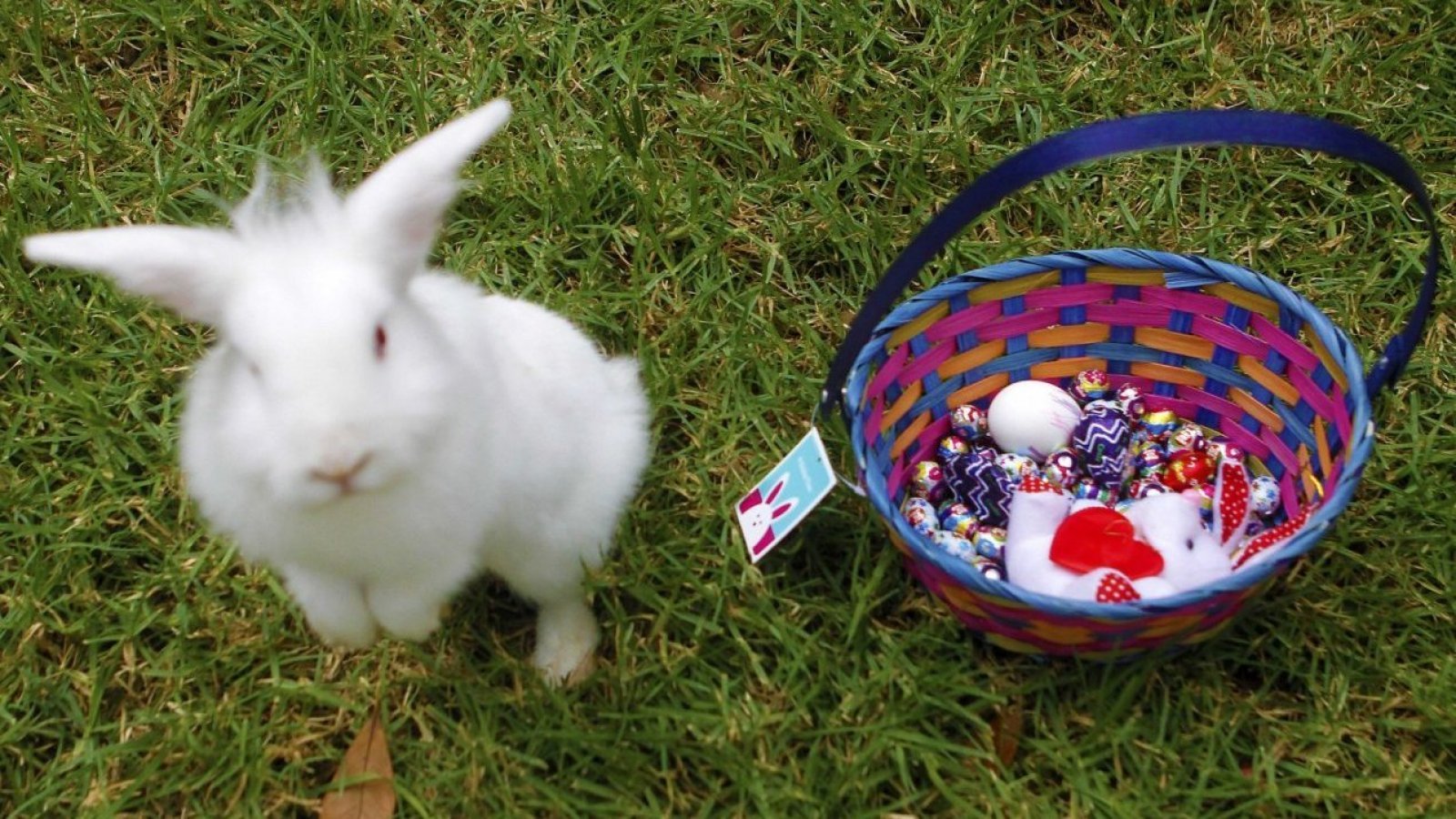 Conejo de pascua con huevos de chocolate