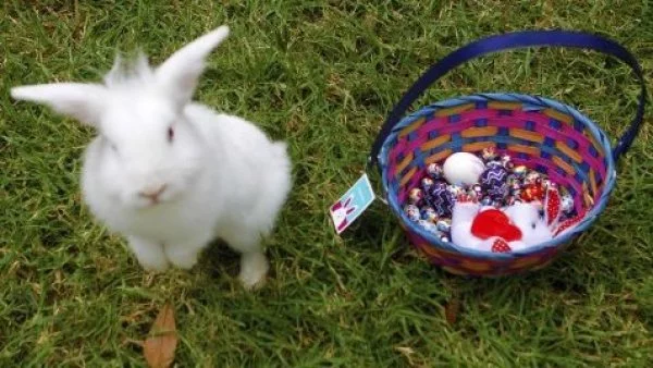 Conejo de pascua con huevos de chocolate