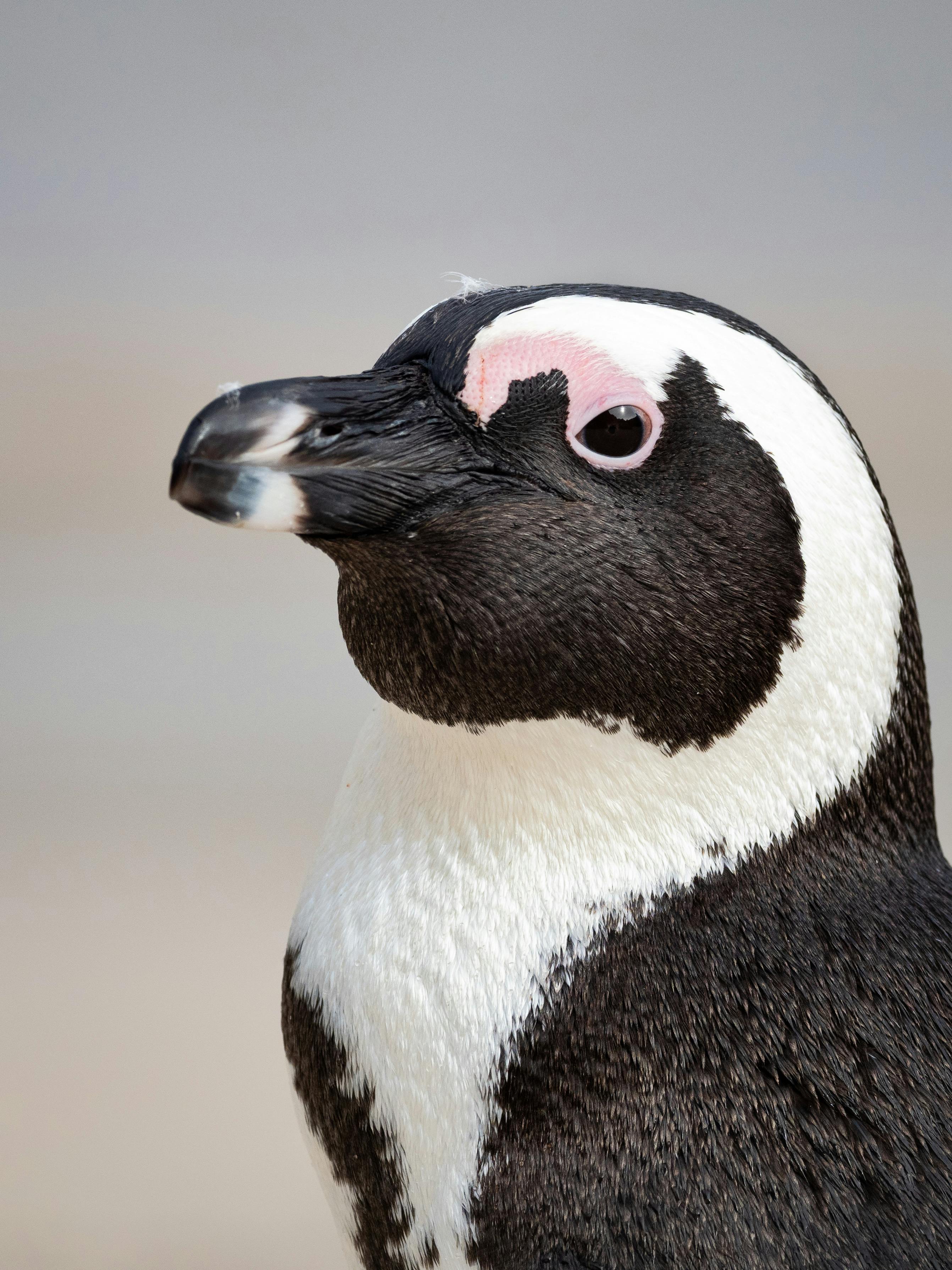 Pingüino especie