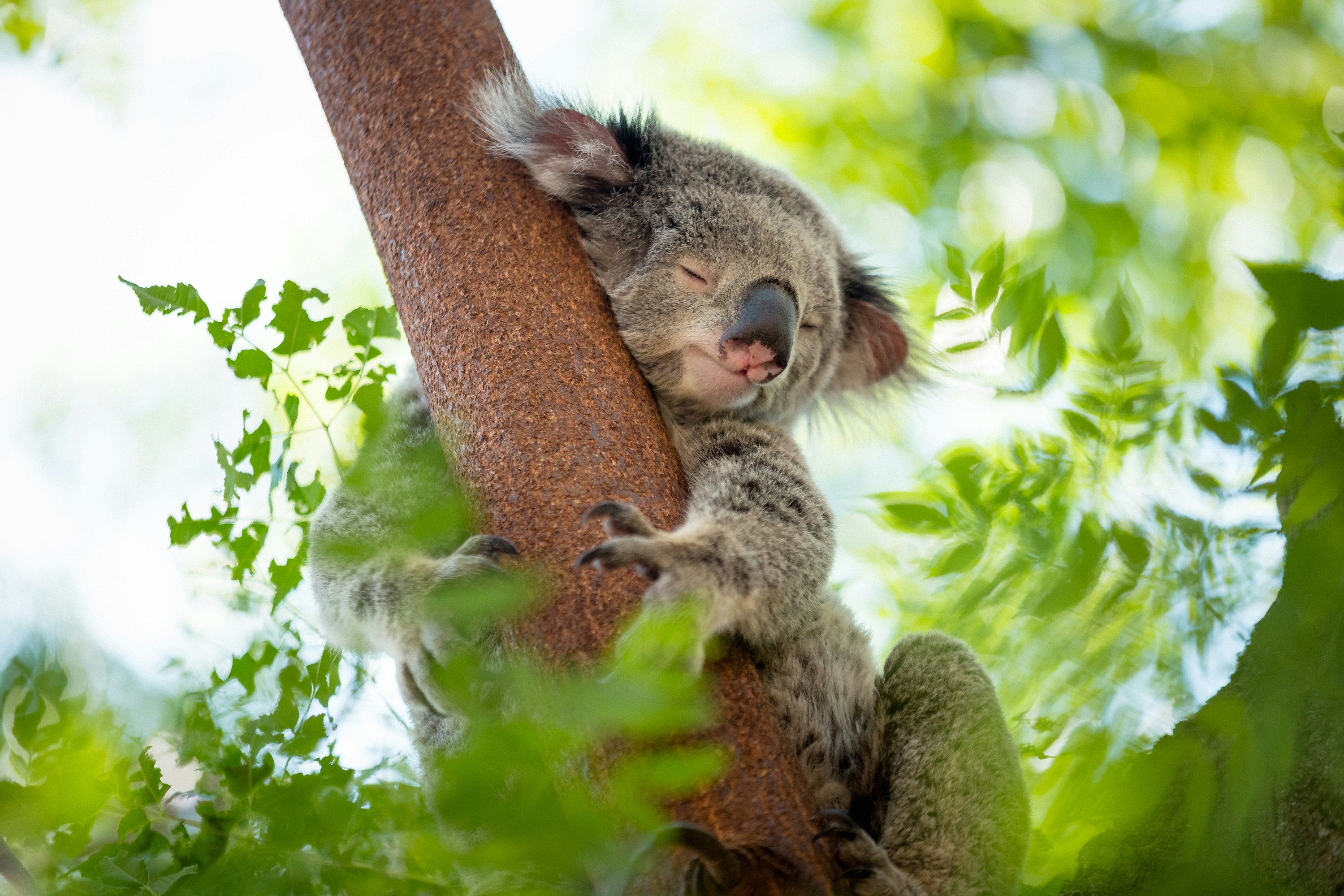 Koala durmiendo